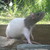 :iconakaruiookami1279: