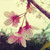 :iconake-mikan: