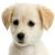 :iconaki-hoshi1: