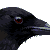 :iconakiaelith: