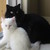 :iconakino-nanook: