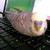 :iconakiraairiona: