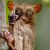 :iconako-tarsier: