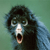 :iconakornion: