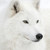 :iconakseniq2: