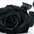 :iconAkumaSniky: