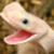 :iconal-derp: