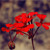 :iconalaa-taher: