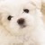 :iconalannaval: