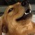 :iconalano0o: