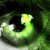 :iconalayah-warrior: