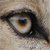 :iconalbert127: