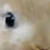 :iconalbin49: