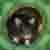 :iconalbinohase: