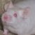 :iconalbinomouse:
