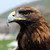 :iconalby1481: