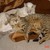 :iconalcwkat: