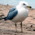 :iconalcyone: