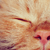 :iconaldami: