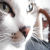 :iconaldonculous-cat: