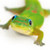 :iconaldus1:
