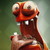 :iconaledelogo: