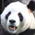 :iconalegerining: