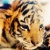 :iconalessandrayeo:
