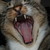 :iconaleta311: