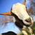 :iconalex-br:
