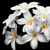 :iconalex-lp: