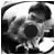 :iconalex2z2002: