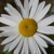 :iconalexa2010: