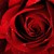 :iconalexander-silber: