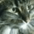 :iconalexanderthecat: