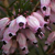 :iconalexandra---rose: