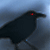 :iconalexandrepaixao: