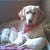 :iconalexasgallery:
