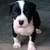 :iconalexrey85: