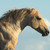 :iconalextrim92: