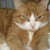 :iconalfiecat10: