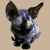 :iconalgazoth: