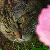 :iconali--cat: