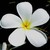 :iconalia-pulchre-1434: