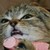 :iconaliance900: