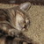 :iconalicat0425: