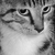 :iconalicatcatcat: