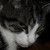 :iconalice-has-a-rabbit: