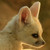 :iconalice-ivory: