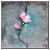:iconalice-neverland: